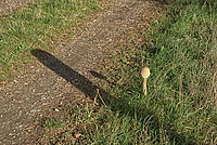 Heide Pilze 2026 (14v16) - Bernhard Saalfeld - Lichtbildkunst